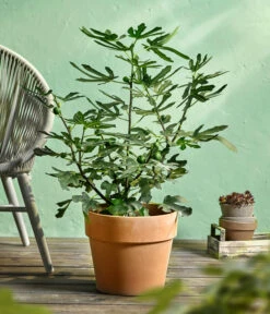 Feige 'Little Miss Figgy®' -Garten im Freien 7642986 WE MO 001 FicusFeigeLittleMissFiggyDehnerObstkonzept