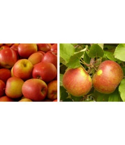 Apfel-Duo 'Gala'/'Elstar'