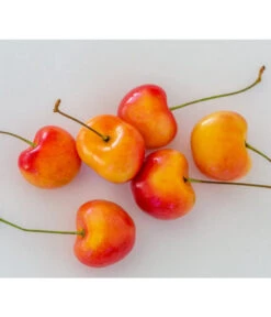 Kirschen-Duo 'Regina/Napoleon' 11 Kirschen-Duo 'Regina/Napoleon' -Garten im Freien 7657570 WE MO 001 SuesskirscheGrossePrinzessinPixabay