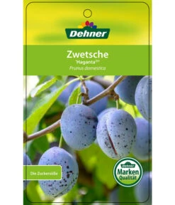 Zwetschge 'Haganta' -Garten im Freien 7662257 ZwetscheHaganta Etikett 1