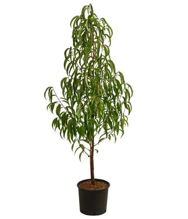 Nektarine, Verschiedene Sorten 4 Nektarine, Verschiedene Sorten – Bild 2