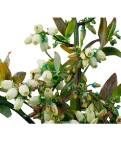 Heidelbeere 'Goldtraube' 15 Heidelbeere 'Goldtraube' -Garten im Freien 7665318 PR DE 002 HeidelbeereGoldtraubeHeidelbeereGoldtraubeBusch