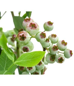 Heidelbeere 'Goldtraube' 14 Heidelbeere 'Goldtraube' -Garten im Freien 7665318 WE DE 003 VacciniumHeidelbeereGoldtraube3L