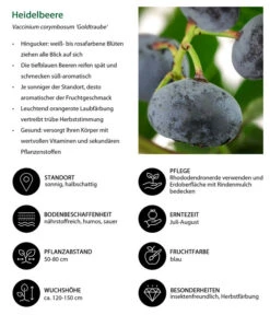 Heidelbeere 'Goldtraube' 13 Heidelbeere 'Goldtraube' -Garten im Freien 7665318 WE IG 001 HeidelbeereVacciniumcorymbosumGoldtraube