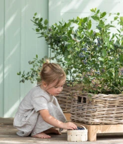 Heidelbeere 'Goldtraube' 12 Heidelbeere 'Goldtraube' -Garten im Freien 7665318 WE MO 001 HeidelbeereGoldtraube