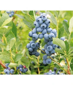 Heidelbeere 'Goldtraube'