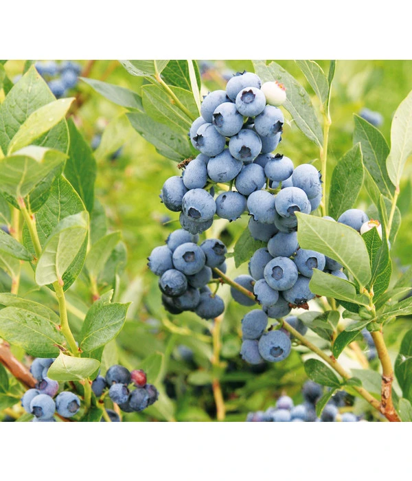 Heidelbeere 'Goldtraube' 3 Heidelbeere 'Goldtraube'