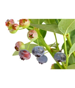 Dehner Gourmet Garten Heidelbeere 'Spartan' -Garten im Freien 7665508 PR DE 002 GourmetGartenHeidelbeereSpartan3LiterDehnerExpressHerzig