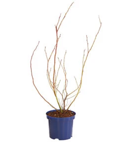 Dehner Gourmet Garten Heidelbeere 'Spartan' -Garten im Freien 7665508 WE FS 001 GGHeidelbeereSparten3L