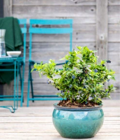 Dehner Gourmet Garten Heidelbeere 'Spartan' -Garten im Freien 7665508 WE MO HeidelbeereSpartan