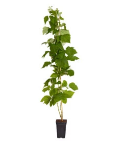 Garten im Freien -Garten im Freien 7666662 PR FS 002 Himbeere HomeCaneDehnerExpressZS