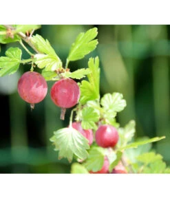 Stachelbeere 'Hinnonmäki', Stämmchen -Garten im Freien 7668494 PR DE 001 StachelbeereHinnomaekiPixabay