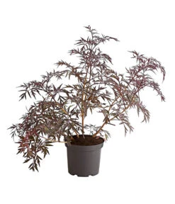 Holunder 'Black Lace' 7 Holunder 'Black Lace' -Garten im Freien 7670896 PR FS 001 HolunderBlackLaceEvaBusch5LiterDehnerExpressHerzig