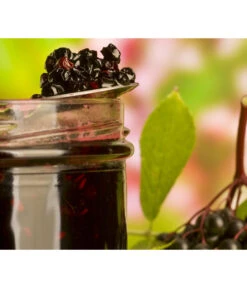 Holunder 'Black Lace' 8 Holunder 'Black Lace' -Garten im Freien 7670896 WE MO 003 Holunder