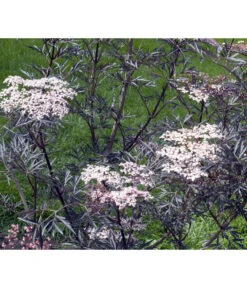 Holunder 'Black Lace' 9 Holunder 'Black Lace' -Garten im Freien 7670896 WE MO 004 HolunderBlackLace