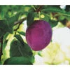 Dehner Pflaume 'Königin Viktoria' 1 Dehner Pflaume 'Königin Viktoria' -Garten im Freien 7702558 PR FS 001 PrunusPflaumeKoeniginVictoriaPixabayRet