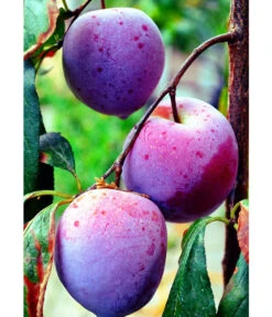 Dehner Pflaume 'Königin Viktoria' -Garten im Freien 7702558 WE MO 002 PflaumeKoeniginViktoriaPixabay