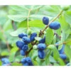 Sibirische Blaubeere 'MyBerry® Sweet' -Garten im Freien 7708399 PR DE 001 LoniceraBlaubeereMaibeereFotolia86693979
