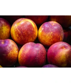 Nektarine 'Fantasia' -Garten im Freien 7720170 WE MO 002 NektarineFantasiaPixabay