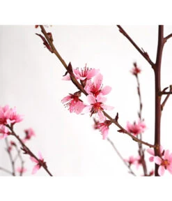 Pfirsich 'Rubira', Rotblättrig -Garten im Freien 7728819 WE DE 001 PfirsichRotblaettrigDehnerExpressHerzig