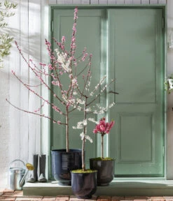 Pfirsich 'Rubira', Rotblättrig -Garten im Freien 7728819 WE MO 001 PfirsichPrunusPersica Content Fruehlingsstory 2023