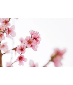 Gelbfleischiger Pfirsich 9 Gelbfleischiger Pfirsich -Garten im Freien 7728843 PR DE 001 Pfirsich7LDehnerExpressZS