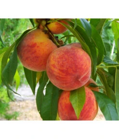 Gelbfleischiger Pfirsich 10 Gelbfleischiger Pfirsich -Garten im Freien 7728843 PR DE 001 PrunusPfirsichGelbfleischigPixabay