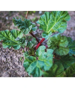 Dehner Gourmet Garten Himbeer-Rhabarber -Garten im Freien 7736028 PR 001 RheumRhabarberPixabay