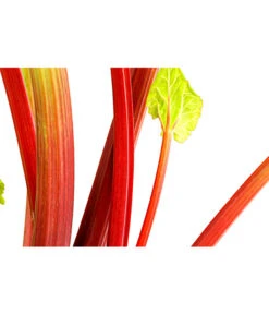 Dehner Gourmet Garten Himbeer-Rhabarber -Garten im Freien 7736028 PR DE 002 RhabarberHimbeere2LiterDehnerExpressHerzig