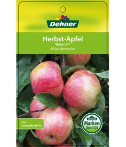Herbstapfel 'Rebella' 10 Herbstapfel 'Rebella' -Garten im Freien 7737075 HerbstapfelRebella Etikett 1