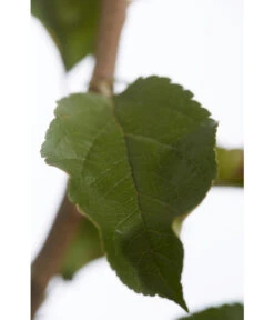 Herbstapfel 'Rebella' 9 Herbstapfel 'Rebella' -Garten im Freien 7737075 PR DE 001 ApfelRebellaMalusBusch95LiterDehnerExpressZS