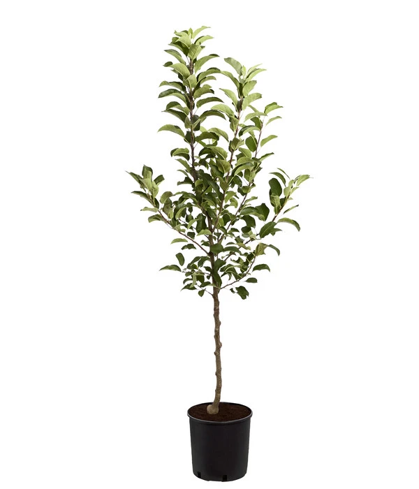 Herbstapfel 'Rebella' 4 Herbstapfel 'Rebella' – Bild 2