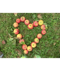 Herbstapfel 'Rebella'