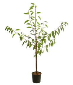 Kirschen-Duo 'Regina/Napoleon' 9 Kirschen-Duo 'Regina/Napoleon' -Garten im Freien 7738792 WE FS 001 PrunusKirscheDuoReginaNapoleon