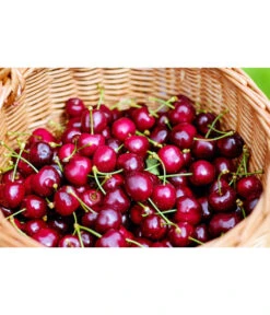 Kirschen-Duo 'Regina/Napoleon' 10 Kirschen-Duo 'Regina/Napoleon' -Garten im Freien 7738792 WE MO 001 KirschenDuoReginaNapoleon Pixabay