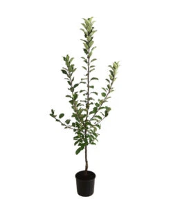 Allergikerapfel 'Santana' -Garten im Freien 7750631 WE FS 001 ApfelbaumMalusApfelSantanaAllergikerapfel