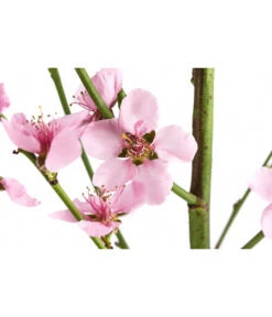 Säulenpfirsich 'Aida' -Garten im Freien 7752728 WE DE 001 PrunusSauelenpfirsichAida