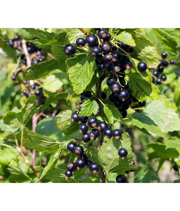 Schwarze Säulenjohannisbeere 4 Schwarze Säulenjohannisbeere – Bild 2