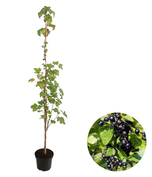 Schwarze Säulenjohannisbeere 3 Schwarze Säulenjohannisbeere