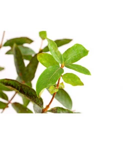 Maibeere -Garten im Freien 7756448 PR DE 003 SibirischeBlaubeerePolina3LiterDehnerExpressHerzig