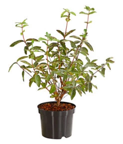 Maibeere -Garten im Freien 7756448 PR FS 003 SibirischeBlaubeerePolina3LiterDehnerExpressHerzig