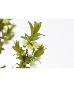 Sibirische Blaubeere 'MyBerry® Sweet' -Garten im Freien 7756463 PR DE 001 SibirischeBlaubeereMyBerrySweet5LDehnerExpressZS