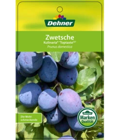 Zwetschge 'Kulinaria-Toptaste' -Garten im Freien 7763881 ZwetscheKulinariaToptaste Etikett 1