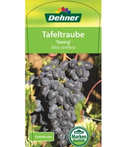 Tafeltraube 'Georg' 10 Tafeltraube 'Georg' -Garten im Freien 7773575 TafeltraubeGeorg Etikett 1