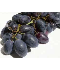 Tafeltraube 'Georg' 9 Tafeltraube 'Georg' -Garten im Freien 7773575 WE DE 001 VitisWeinGeorgPixabay