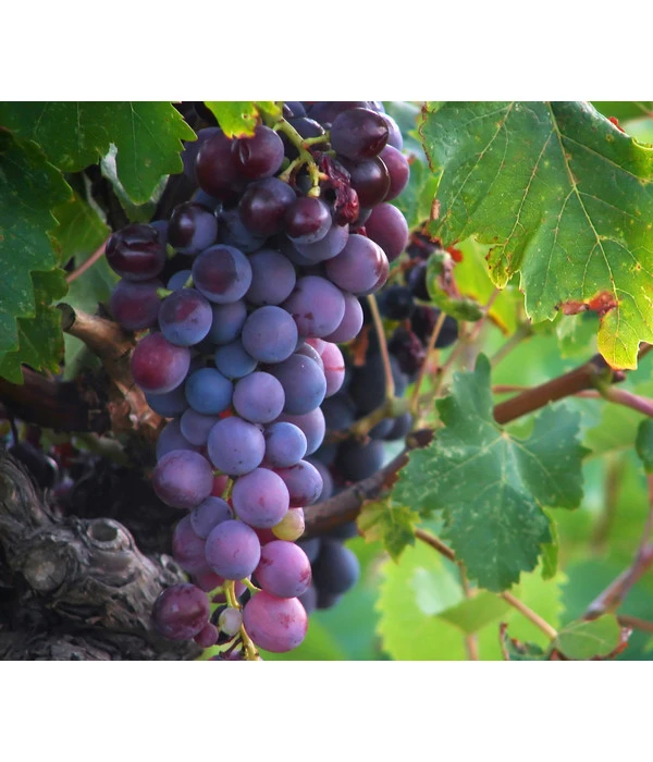 Tafeltraube 'Georg' 3 Tafeltraube 'Georg'