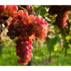 Tafeltraube 'Katharina' 1 Tafeltraube 'Katharina' -Garten im Freien 7773716 WE MO 002 TraubeKatharina