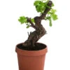 Weinrebe, Bonsai -Garten im Freien 7778806 WE FS 001 VitisWeinrebenstammBonsaiT18