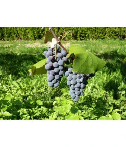 Dehner Gourmet Garten Tafeltraube 'Muscat Blue' 9 Dehner Gourmet Garten Tafeltraube 'Muscat Blue' -Garten im Freien 7779101 WE DE 002 WeintraubeBlauerMuskatellerPixabay