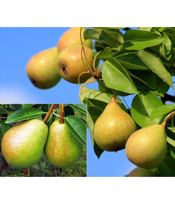 Birnen-Duo 'Williams Christ/Vereinsdechant' 3 Birnen-Duo 'Williams Christ/Vereinsdechant'